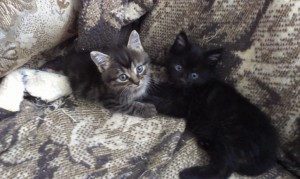 kitties2
