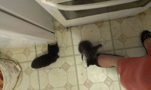 kitties3